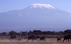 Kilimanjaro Ngorongoro Safari Picture 2