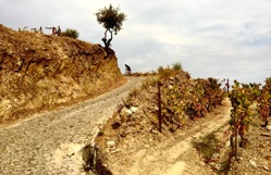 Ride the Douro Valley Picture 3